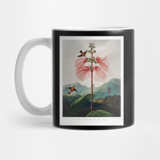 Large–Flowering Sensitive Plant Mug